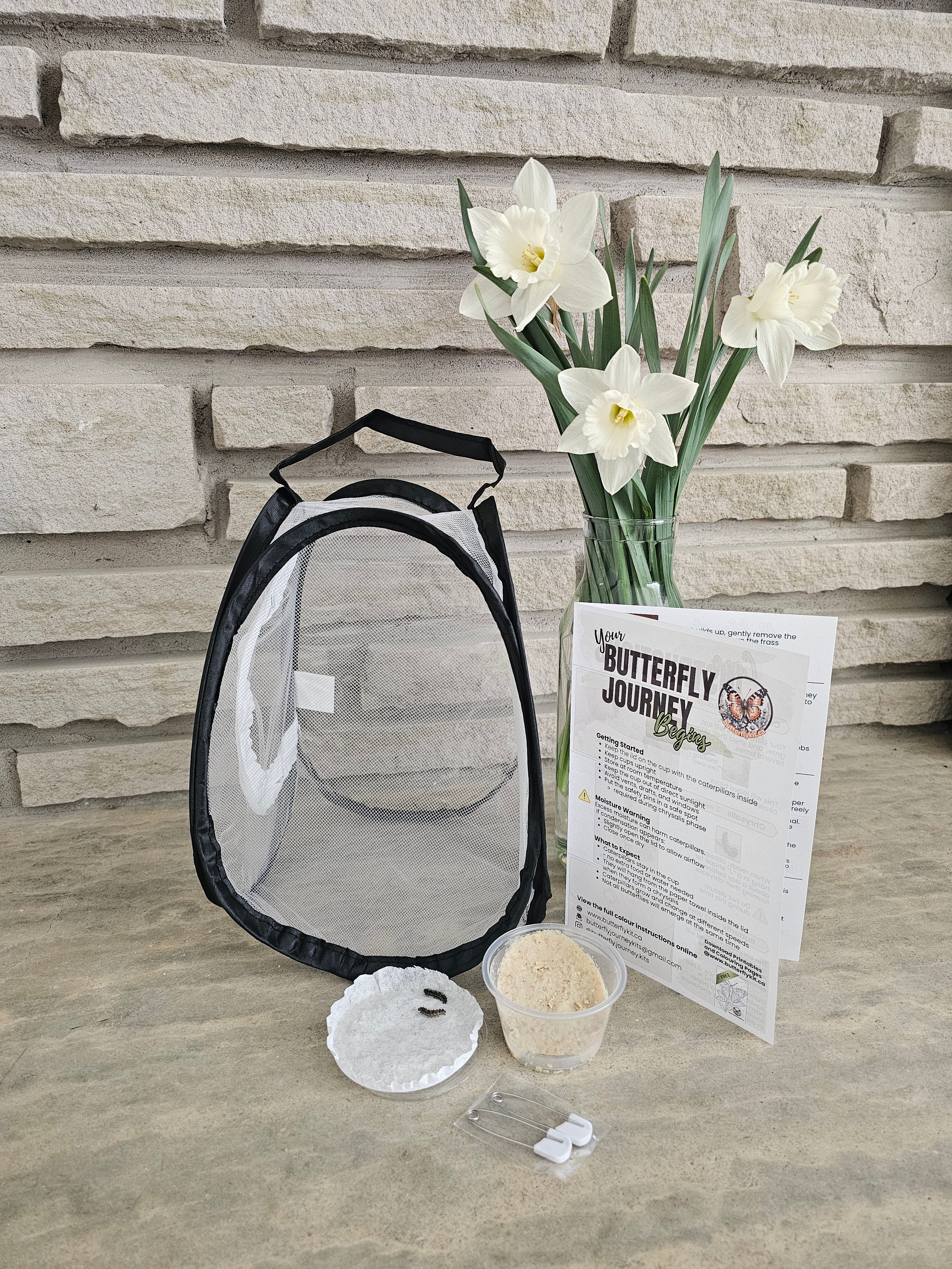 Butterfly Raising Kit – Live Caterpillar Habitat with 2-4 Painted Ladies