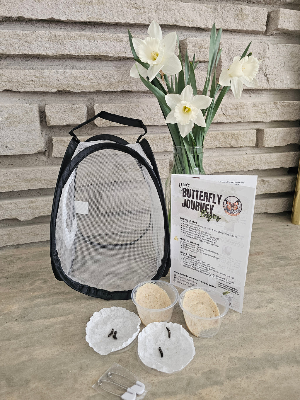 Butterfly Raising Kit – Live Caterpillar Habitat with 2-4 Painted Ladies