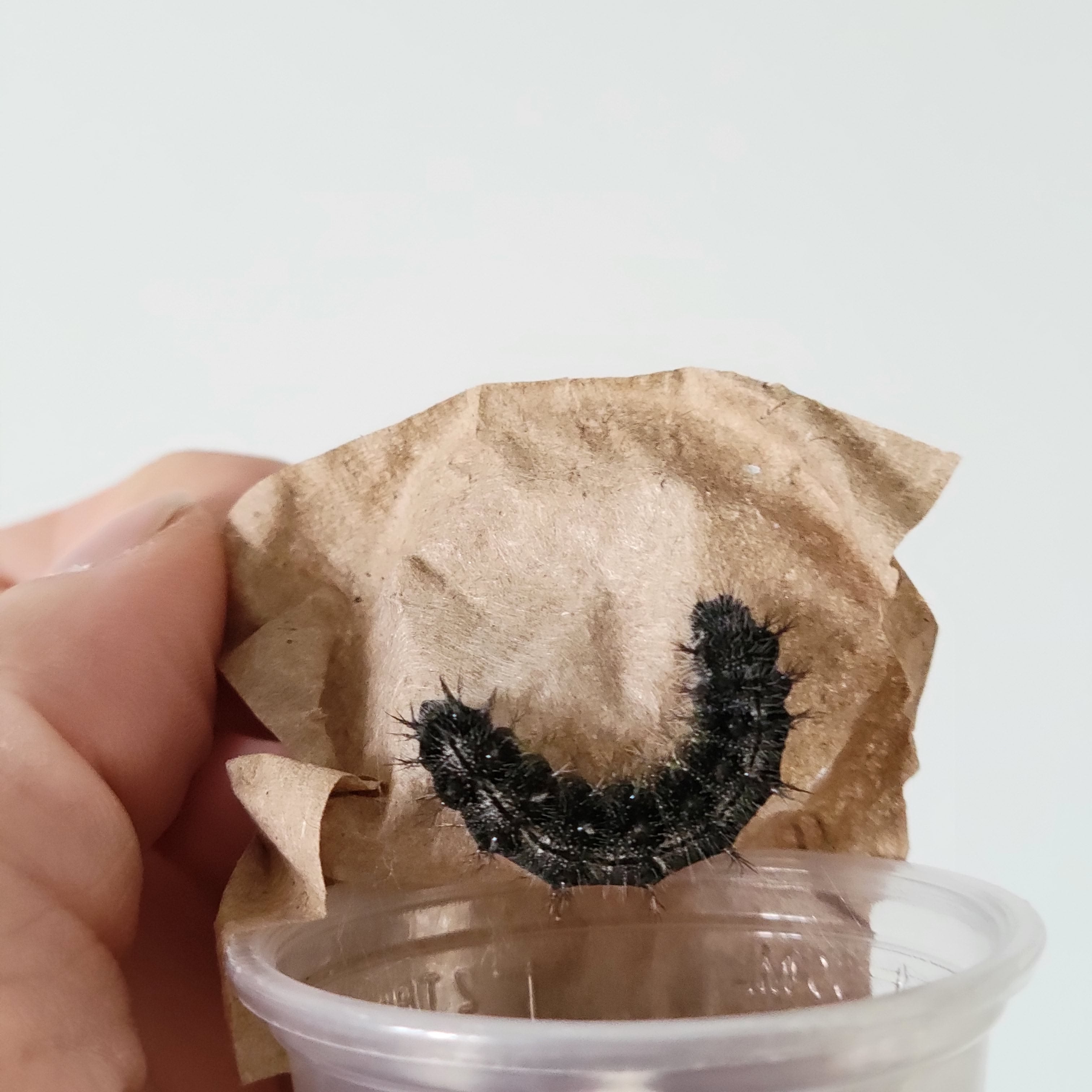 Butterfly Raising Kit – Live Caterpillar Habitat with 2-4 Painted Ladies