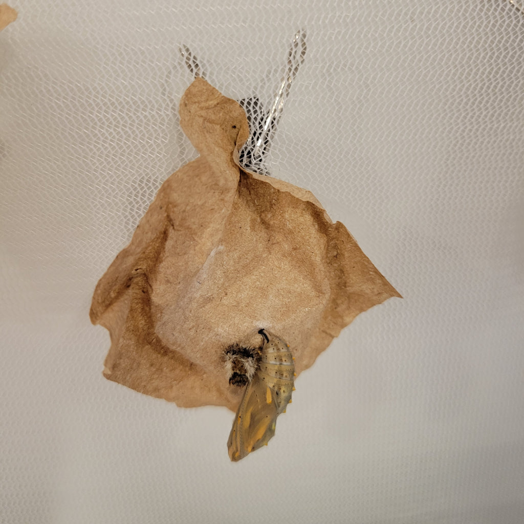 Butterfly Kit with 10 Live Caterpillars – Classroom & Group Learning Set
