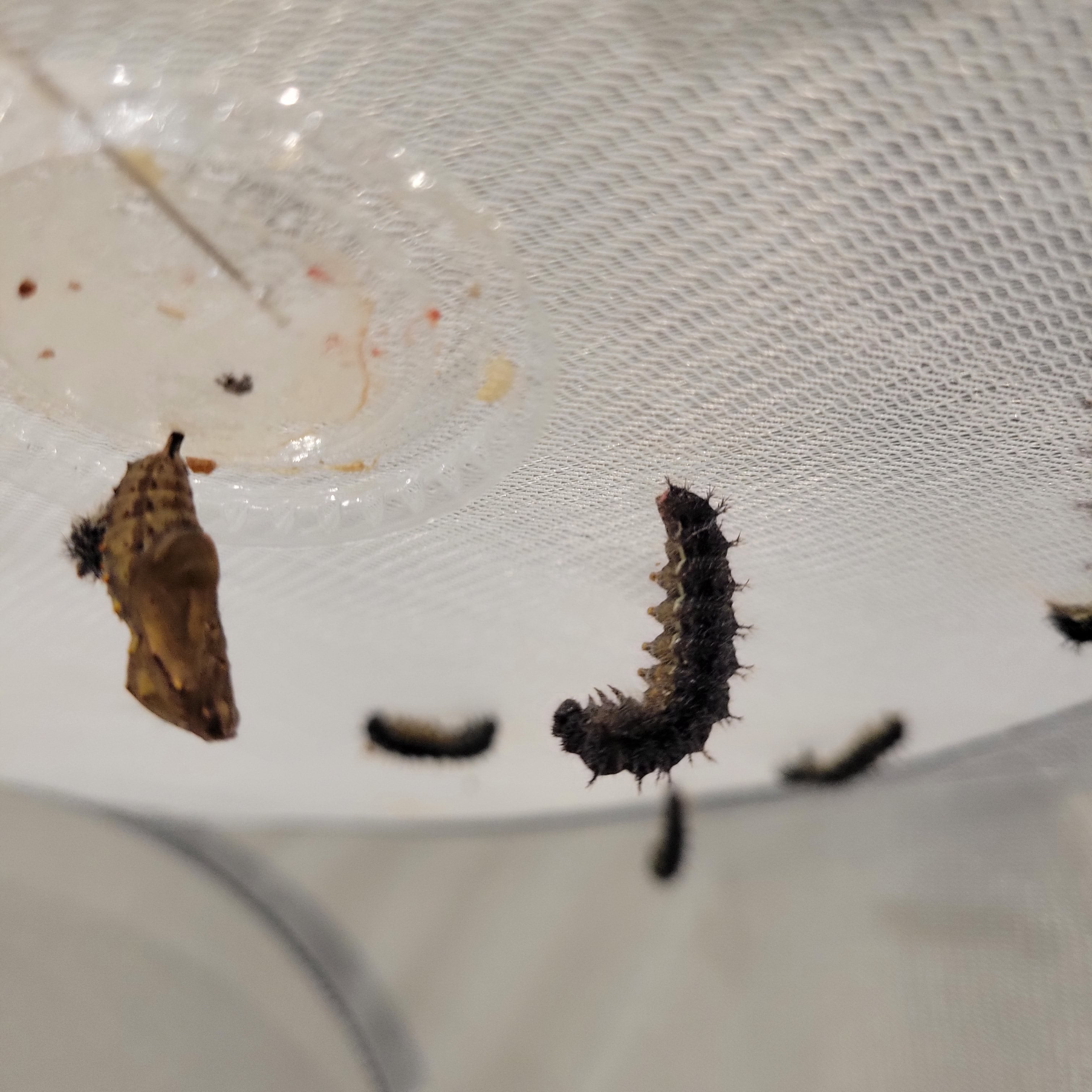 Live Caterpillar Refill Kit – Painted Lady Butterfly Raising Refill with Food