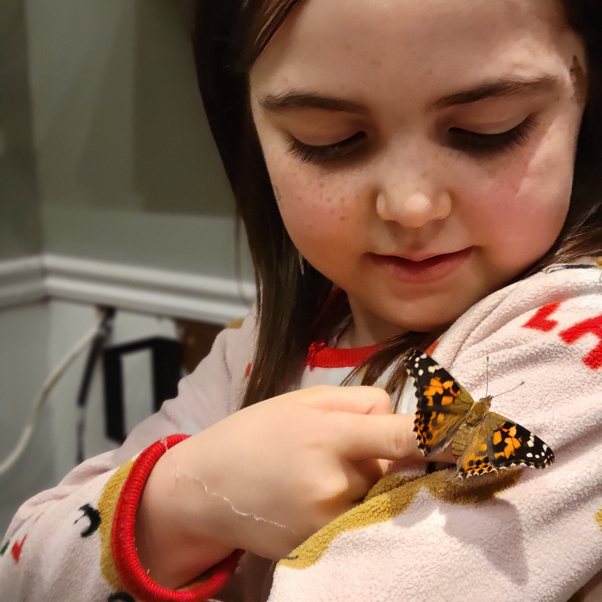 Butterfly Journey Kits