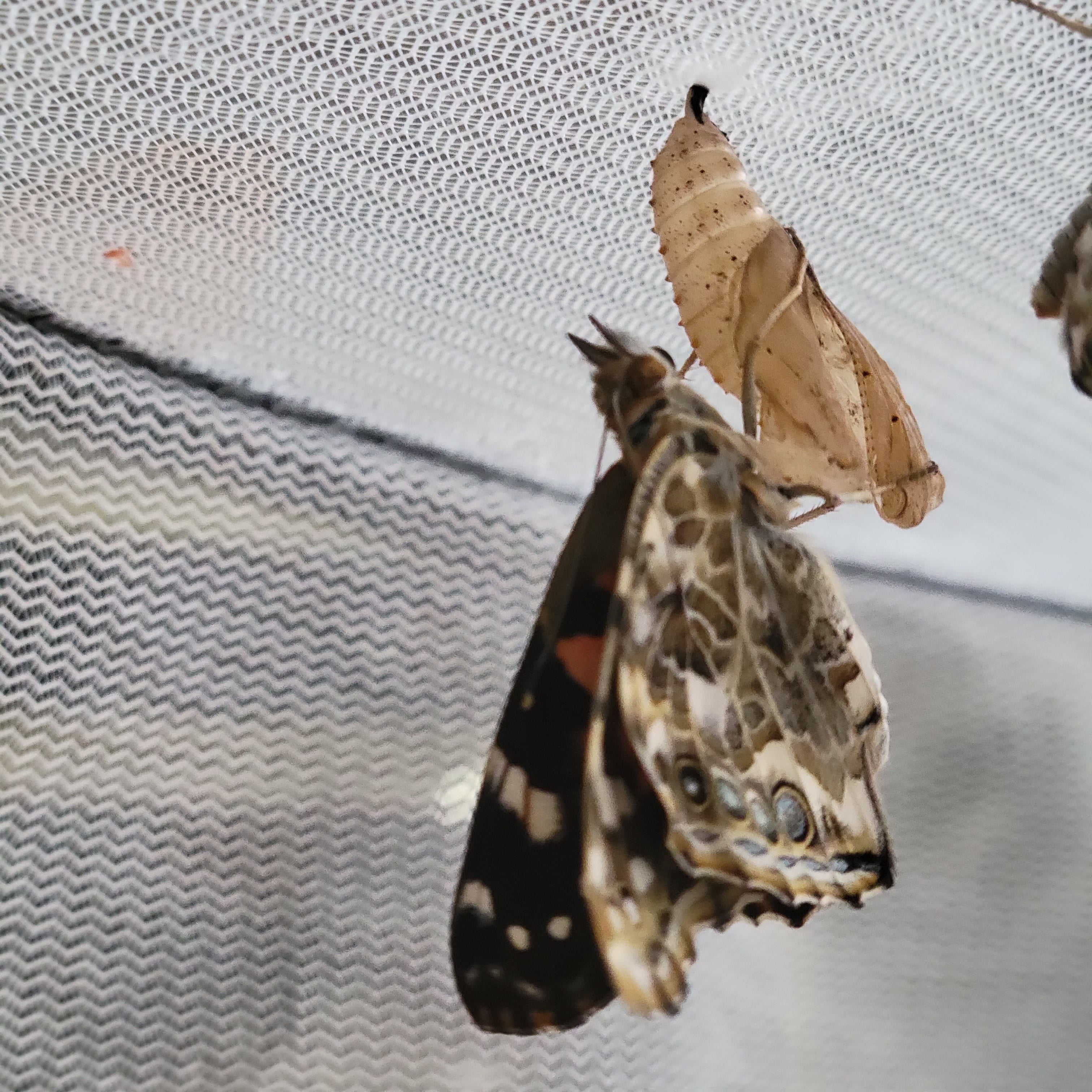 Butterfly Raising Kit – Live Caterpillar Habitat with 2-4 Painted Ladies