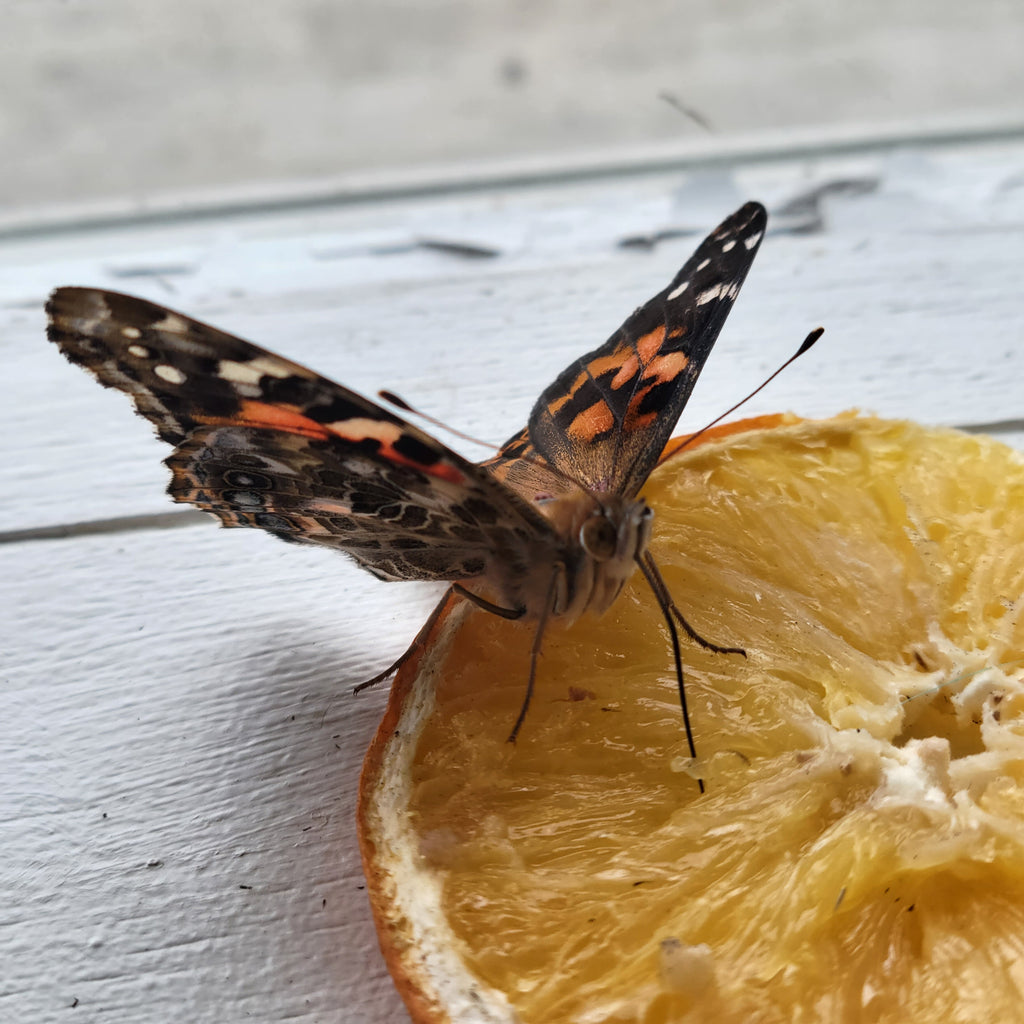 Butterfly Kit with 10 Live Caterpillars – Classroom & Group Learning Set