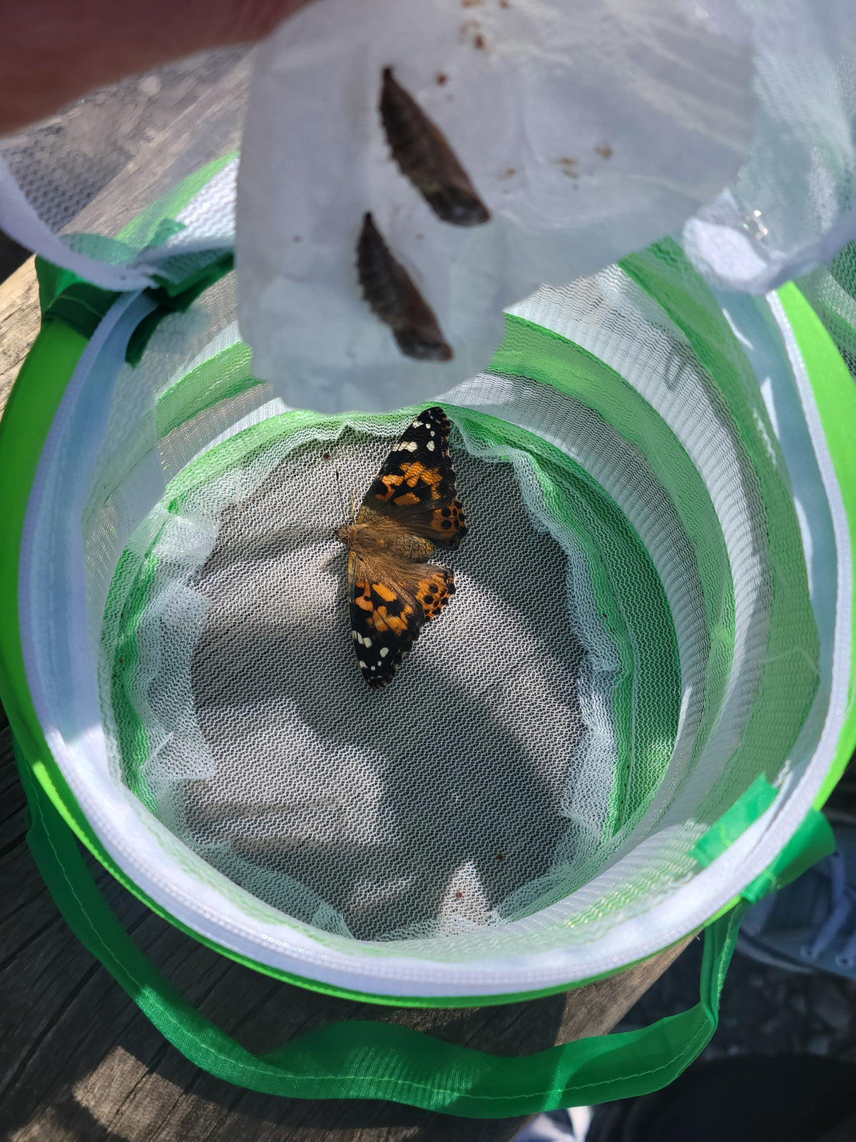 Butterfly Journey Kits