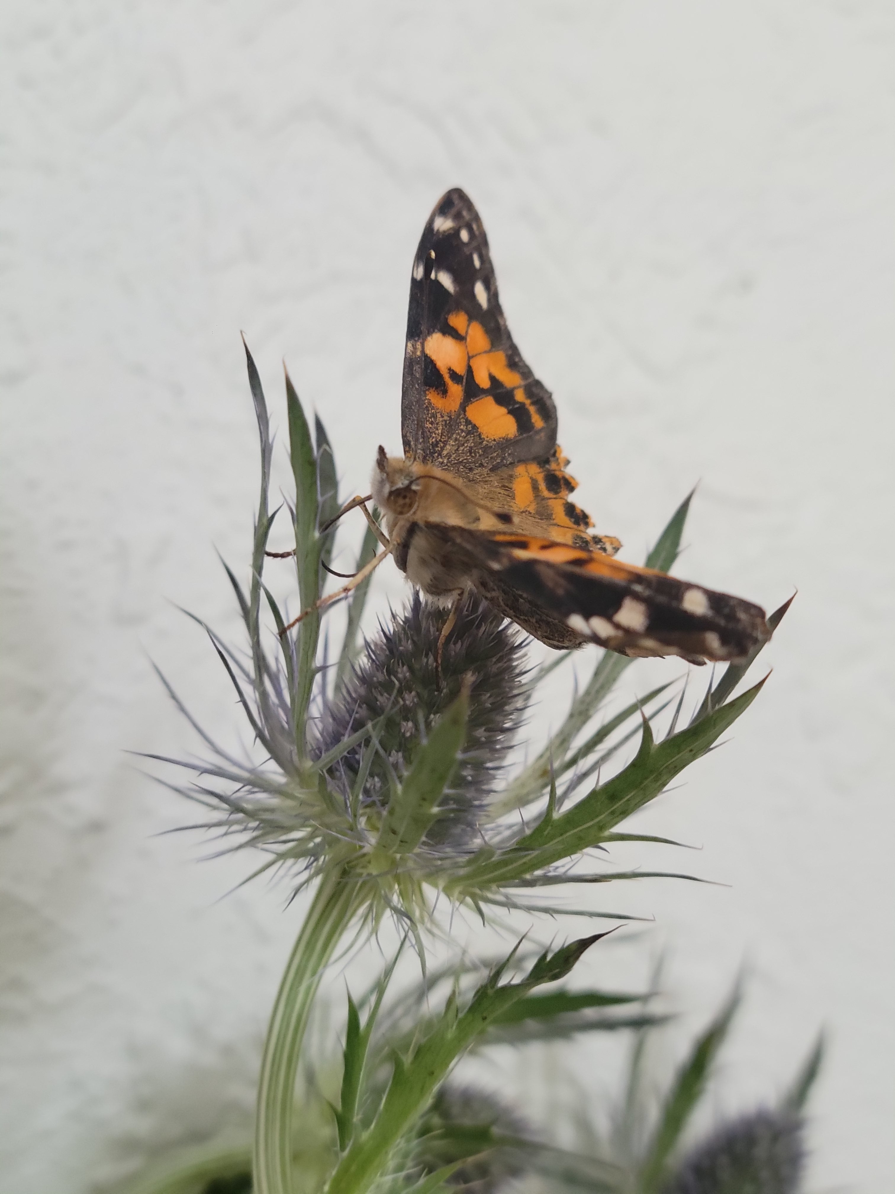 Butterfly Raising Kit – Live Caterpillar Habitat with 2-4 Painted Ladies