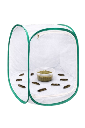 Butterfly Journey Kits
